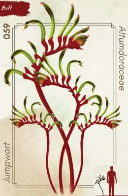 Springkraut