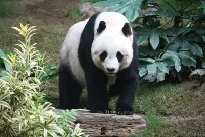 Bambusbär (großer Panda)