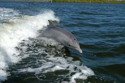 Delphin