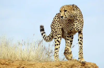 Gepard