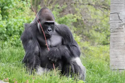 Gorilla