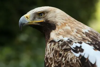 Adler