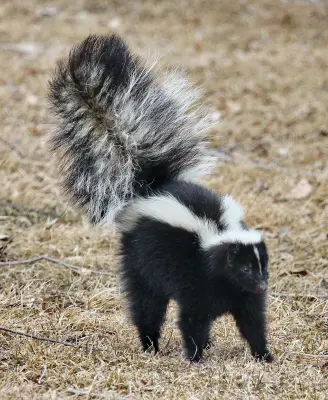 Stinktier