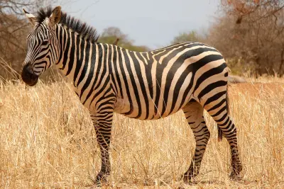 Zebra