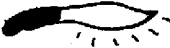 Tolaki Tolaki