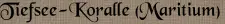 Tiefsee-Koralle (Maritium)