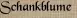 Schankblume