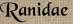 Ranidae
